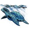 Sea Turtle illustration - Meeres Schildkröte