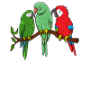 Parrot