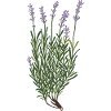 Lavender botanical drawing