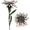 Edelweiss Flower