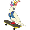Kakadu auf Skateboard