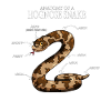 Reptiles serpents Anatomie d’un serpent