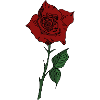 Red Tattoo Rose