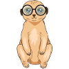 Meerkat