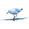 Seemöwe