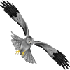 Kornweihe Terzel Greifvogel Vogel