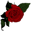 Red Rose Tatoo