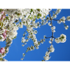 Masque pour le printemps