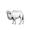 Camels Drôle Tee Shirt