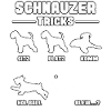 Sjov hund ejer Schnauzer kæmpe schnauzer