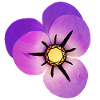 Magic Violet Petals