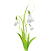 Snowdrops as beautiful spring flowers