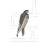 Mauersegler