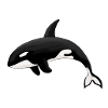 Orque Épaulard Orka