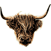 Highland cattle