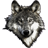 Wolf face