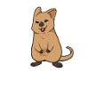 Kawaii Quokka
