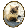 Katze