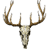 Deer skull