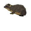 Drawing of a Schliefer