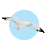 Möwe