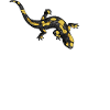 Drawing of a fire salamander