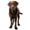 Brown Labrador Comic Style