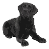 Labrador noir