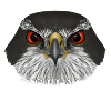 Goshawk Habicht Greifvogel
