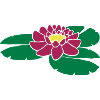 Water Lily Pond Flower