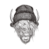 Highland Cattle with cap