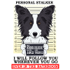 Border Collie personlig stalker følg dig