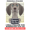 Weimaraner Personal Stalker Ill Suivez-vous