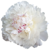 Peony
