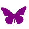 purple butterfly purple butterfly