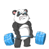 panda weightlifting