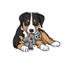 Appenzeller Sennenhund Kuscheltier Hund