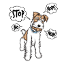 Drahthaar Foxterrier Glatthaar Foxterrier