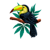 Paradievogel - Dessin d’un toucan