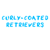 Curly-Coated Retriever