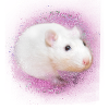 ratte,maus,hamster,pink.graffiti,malerei