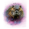 nutria,biber,tier,graffiti,pink,malerei