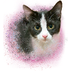 Britishkurzhaar,hauskatze,katze,schwarz-weiss