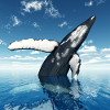 Humpback whale, whale, whale