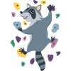Waschbär Klettern