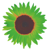 sunflower green