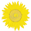 Sunflower in Impressionist Style