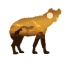 Safari hyena