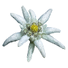 Alpine Edelweiss
