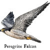 Wanderfalke - Peregrine Falcon